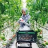 Peran Anak Muda dalam Meningkatkan Industri Pertanian