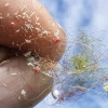 Bahaya Laten Mikroplastik dan Nanoplastik bagi Kesehatan Semakin Nyata