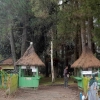 Manfaat Ganda Hutan Swadaya Masyarakat Pinus Ecopark di Lampung Barat