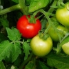 Perawatan Tanaman Tomat pada Musim Hujan