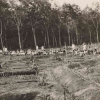 Pembabatan Hutan, Perkebunan Kolonial di Banyuwangi, dan Krisis Ekologis