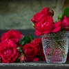 Mawar dan Pelangi