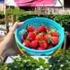Sensasi Memetik Buah Strawberry di Desa Gunung Sari Pamijahan Bogor