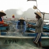 Perikanan Tangkap Terukur untuk Keberlangsungan Sumber Daya Ikan
