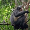 Mengenal Kedih, Primata Asli Sumatera Bermata Sayu