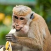 5 Alasan Tidak Perlu 'Overthinking' pada Wabah Cacar Monyet