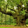 Pohon Besar