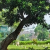 [Sosiologi Kuburan] Memori Tragedi Bintaro 1987 di Kampung Kandang Jakarta