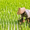 Terpuruknya Pertanian Indonesia Akibat Krisis Regenerasi Petani