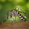Usir Nyamuk Demam Berdarah di Dalam Rumah dengan Cara Ini