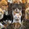 Ledakan Populasi Kucing Liar (Masih) Dapat Dikendalikan, Bukan Dimusnahkan
