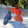 Burung Merah yang Rajin dan Burung Biru yang Malas