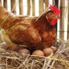 Mengajar Ayam Bertelur di Kompasiana