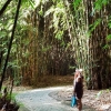 Kutinggalkan Kenangan Tentangmu di Hutan Bambu Panglipuran