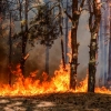 Kebakaran Hutan dan Dampaknya di Indonesia