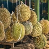 Durian Jatuh
