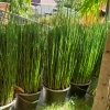 Kiat Merawat Bambu Air agar Selalu Nampak Hijau
