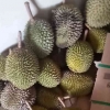 Tiap Musim Durian Teringat Ini