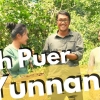 Mencari Teh Pu'er di Yunnan
