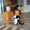 Nongkrong di Cafe bareng Kucing di Cafe Neko Kepo Jogja