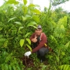 LDPHD Banjar Lestari Tanam Pohon di Lokasi Hutan Desa