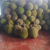 Berburu Durian di September Ceria