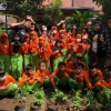 Penanaman Tanaman TOGA Bunga Telang oleh Mahasiswa PMM Kelompok 11 Gelombang 9 bersama Siswa/i Merjosari 5