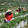 Menuju Pembebasan Biaya Penempatan Pekerja Migran Indonesia