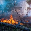 Musim Kemarau Memuncak, Waspada Kebakaran Hutan dan Lahan