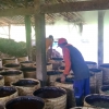 Menelisik Lebih Dalam Produksi Gula Tumbu di Desa Soco yang Kualitasnya Tak Kalah dari Produksi Lain