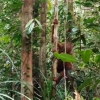 Berjumpa dengan Anak Orangutan di Hutan Desa Nipah Kuning