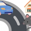 Kenapa Ada Bangkai Tikus di Jalanan?