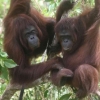 Mendadak Orangutan