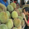 3 Tips Sederhana ketika Membeli Buah Durian