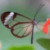 Belajar dari Lagu "Kupu-kupu yang Lucu" Ciptaan Ibu Sud
