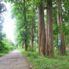 Pohon Jati Multi Fungsi, Kayunya Berkelas, Daunnya untuk Pengobatan Alternatif