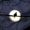 Puisi: Ketika Bulan Menangis dan Malam yang Murung