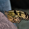 Cerpen: Kupu-kupu yang Singgah Sebentar di Kaca Jendela