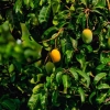12 Cara Jitu Merawat Pohon Mangga