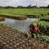 Pertanian Terapung Penyelamat  Rakyat Bangladesh
