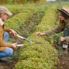 Hal Yang Menyebabkan Anak Muda Enggan Menjadi Petani