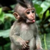 Monyet Menyelamatkan Umat Manusia