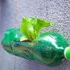 Memanfaatkan Sampah Botol Plastik untuk Dijadikan Pot Bunga yang Sangat Unik
