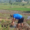 Siasat Krisis Pangan dan Kebijakan Pemerintahan yang Berpihak kepada Petani