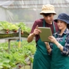 Petani Milenial, Harapan Regenerasi Pekerja di Bidang Pertanian