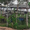 Desa Wisata Kampung Terih, Lestarikan Mangrove dan Wisata Lokal di Batam