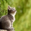Apakah Benar Bulu Kucing Bisa Berbahaya untuk Kesehatan Ibu Hamil?