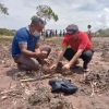 Aksi Bersama Penanaman 1000 Mangrove di Sepanjang Pantai Motaain