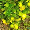 Lemon Tanpa Biji, Bakal Produk Unggulan Masyarakat Setempat
