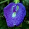 Bunga Telang Warna Biru
